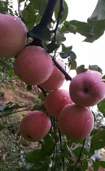 為孩子 、為愛人、為未來，她發(fā)起換腎眾籌